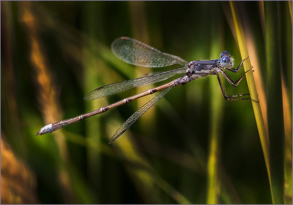 Odonata - Neal Thompson